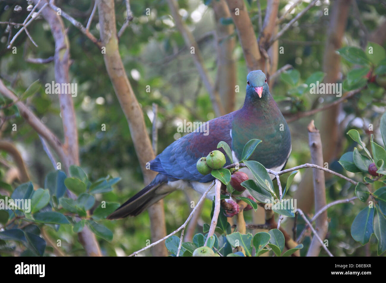 New Zealand Ringeltaube Fütterung auf eine Guave-Baum. Māori nennen es Kererū. Stockfoto