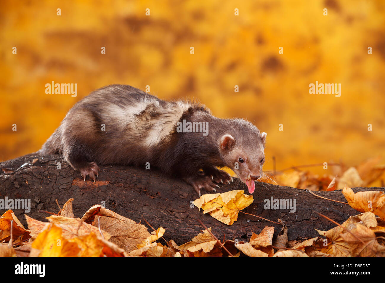Frettchen / (Mustela Putorius Forma Domestica) / Herbst Laub, Zunge Stockfoto