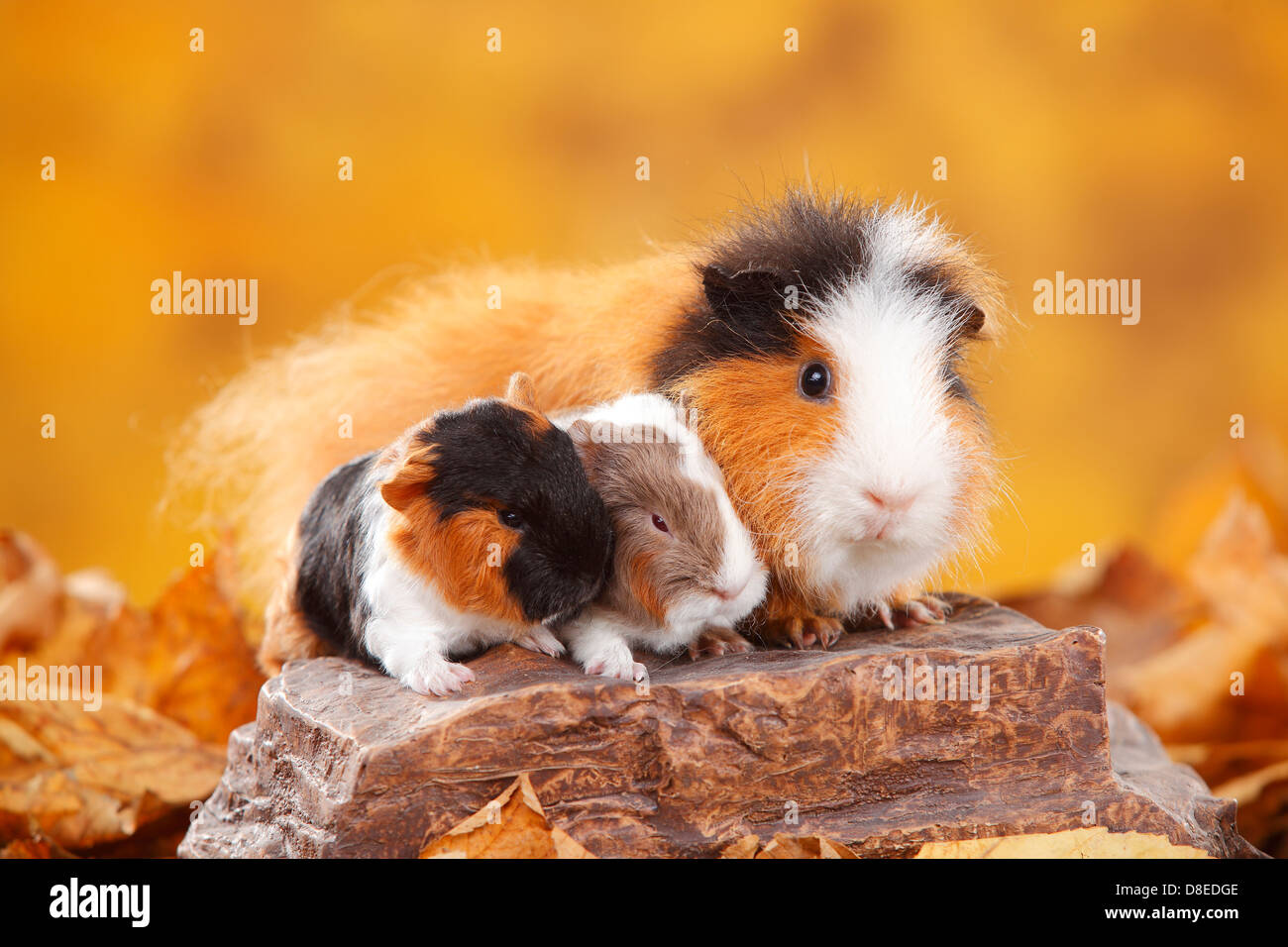 CH-Teddy Meerschweinchen, Weibchen mit jungen, Schildpatt-Weiß und Slateblue-Gold-weiß / Schweizer Teddy Meerschweinchen Stockfoto