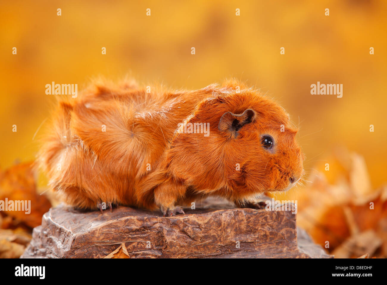 Abessinier Meerschweinchen Rot Rosetten Meerschweinchen Rot