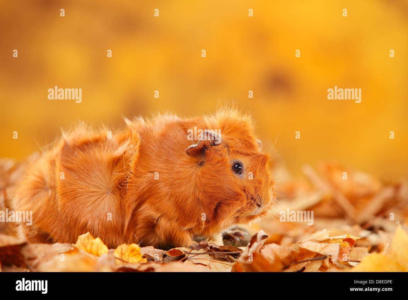 Abessinier Meerschweinchen Rot Rosetten Meerschweinchen Rot