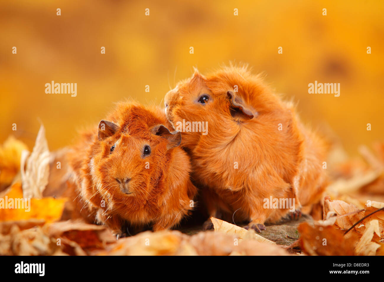 Abessinier Meerschweinchen, rot | Rosetten-Meerschweinchen, Rot / Rosettenmeerschweinchen Stockfoto