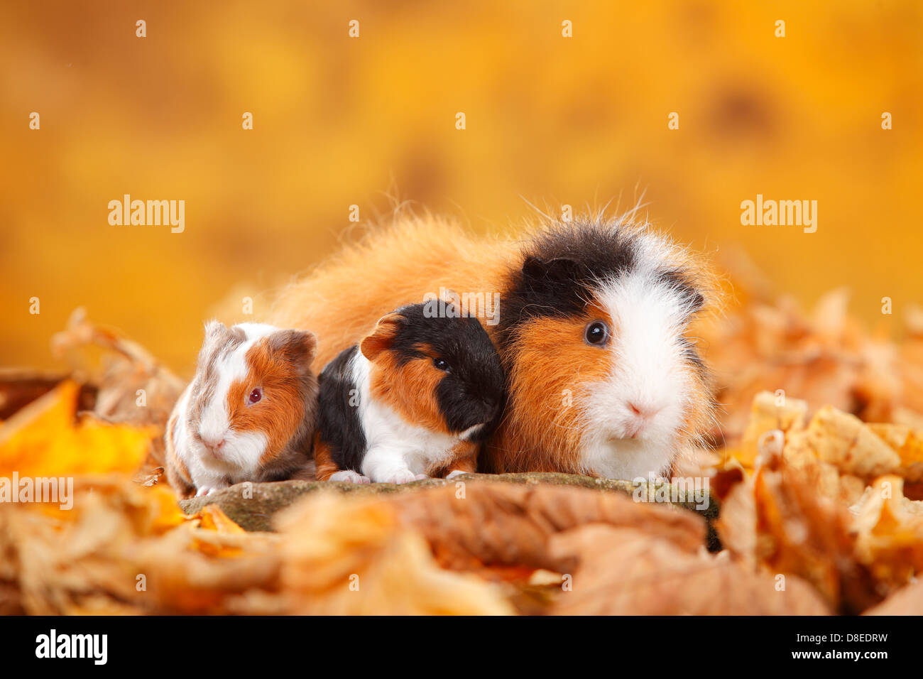 CH-Teddy Meerschweinchen, Weibchen mit jungen, Schildpatt-Weiß und Slateblue-Gold-weiß / Schweizer Teddy Meerschweinchen Stockfoto