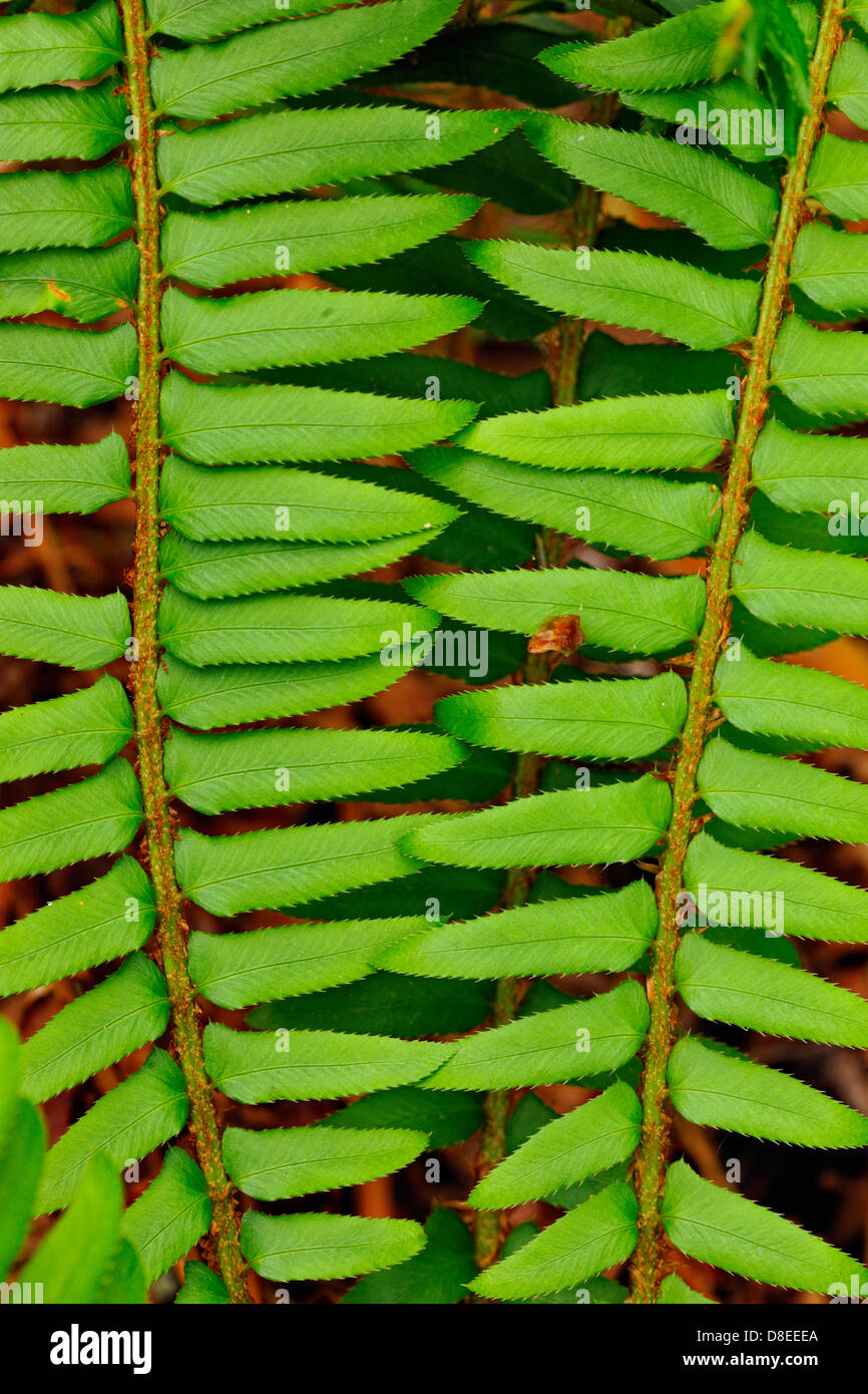 Schwert Farn (Polystichum munitum) Wedel Haida Gwaii Queen Charlotte Inseln, Tourismus, BC, Kanada Stockfoto