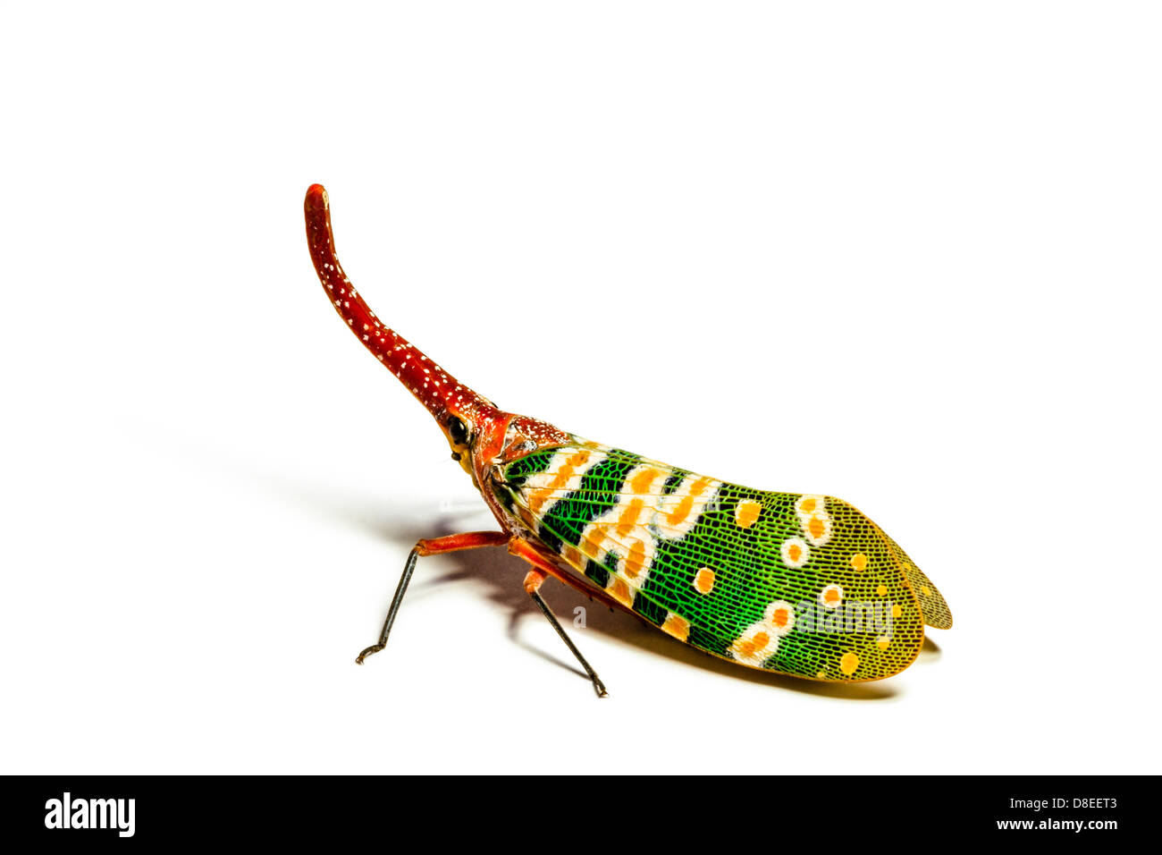 Stamm Schmetterling isoliert auf weißem Hintergrund Stockfoto