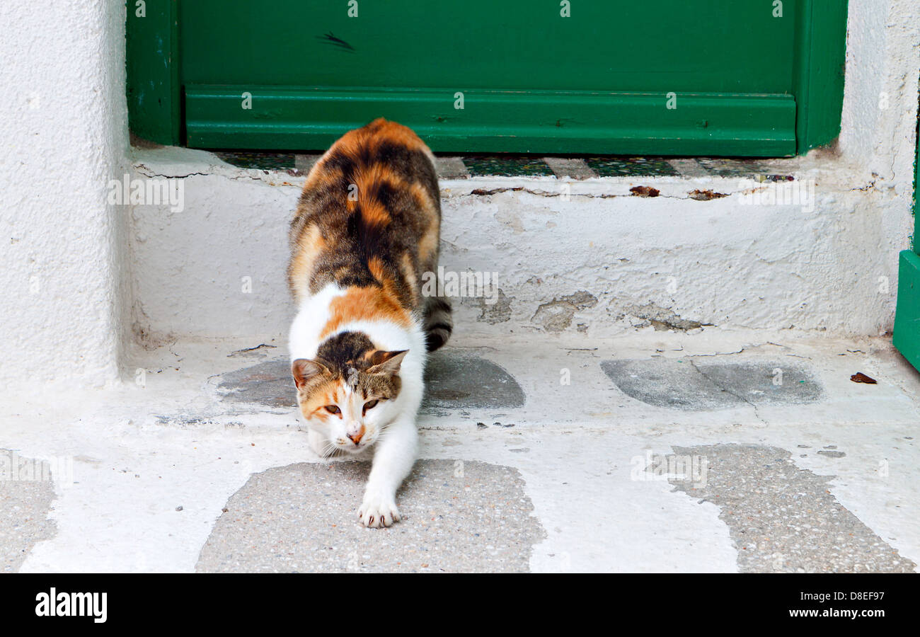 Faule Katze in einer traditionellen Straße der Insel Mykonos in Griechenland Stockfoto