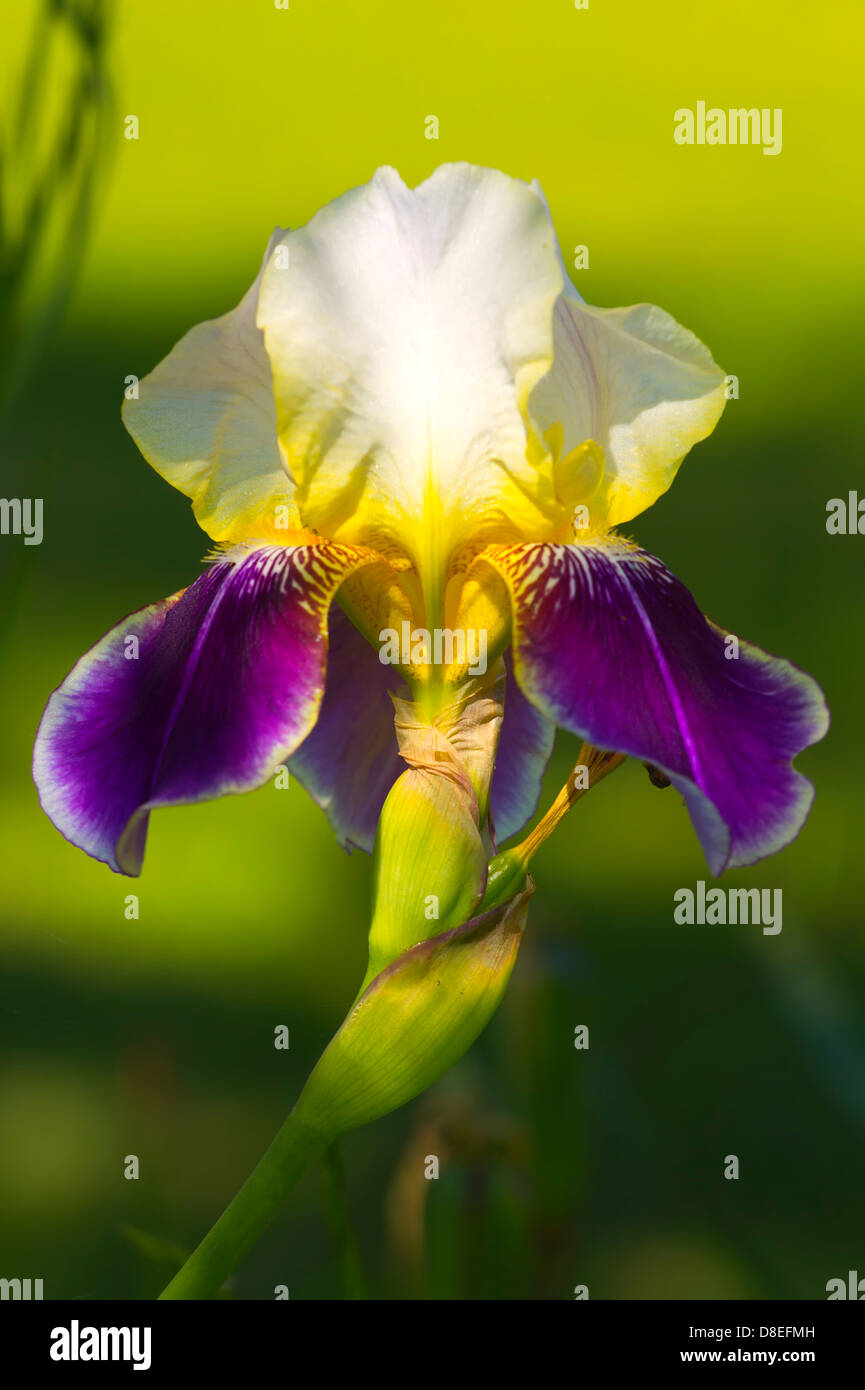 Schöne einzelne Iris Blume. Stockfoto