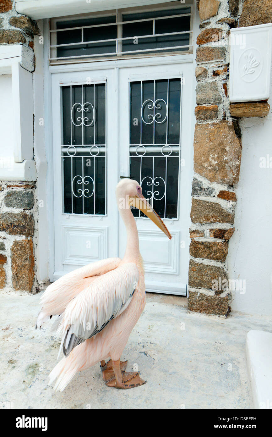 Die berühmten Pelikan von Mykonos-Insel in Griechenland Stockfoto