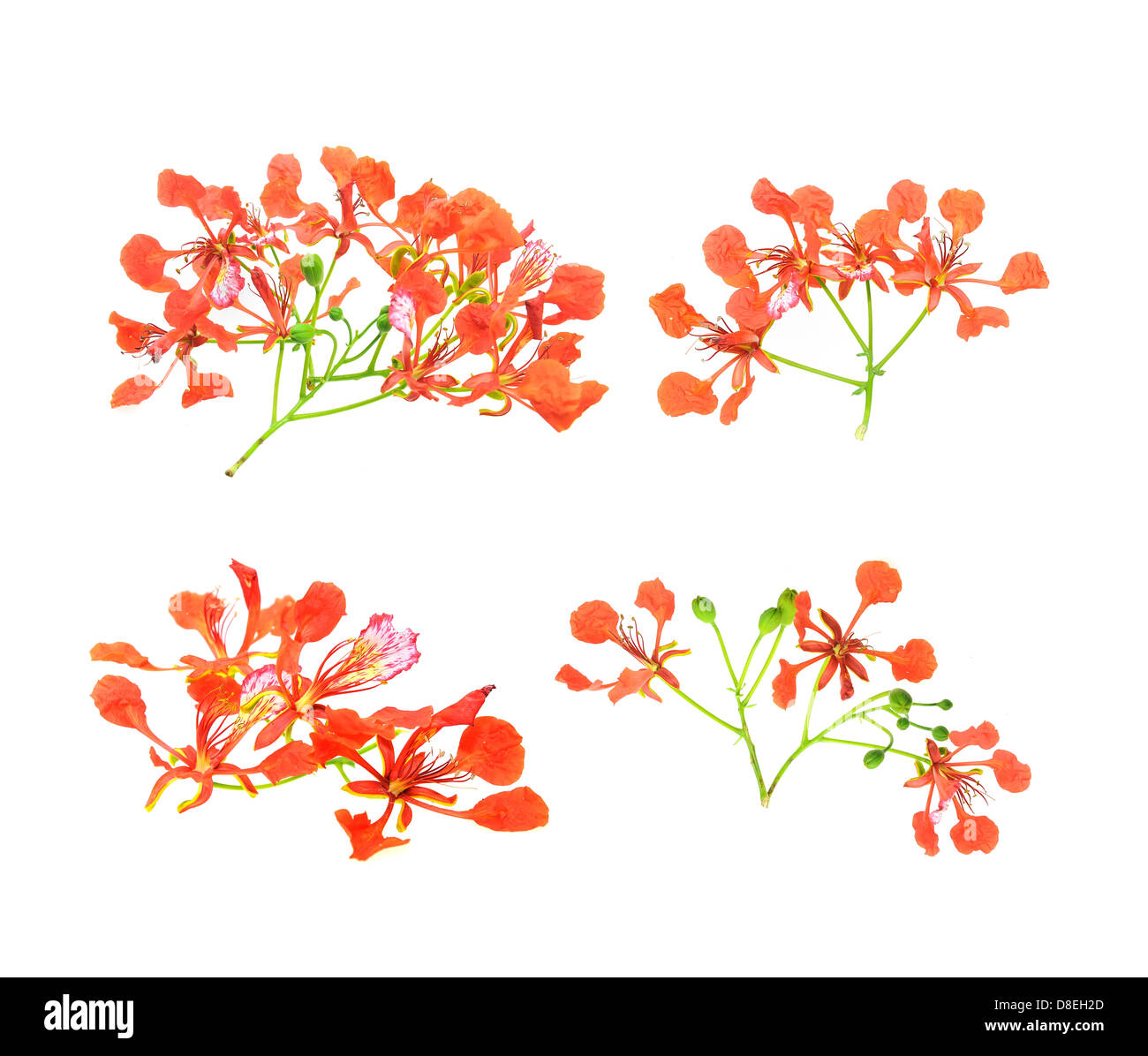 Pfau-Blumen Stockfoto