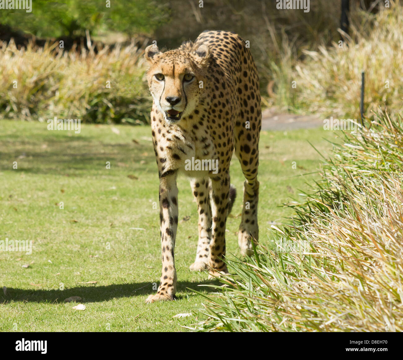 Gepard (Acinonyx Jubatus) zu Fuß in hohe Gräser Stockfoto