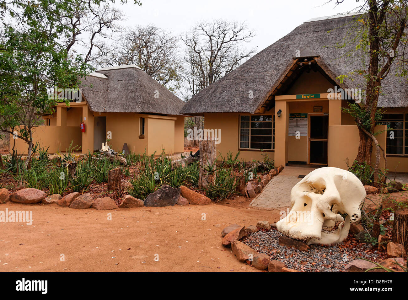 Letaba Rezeption des Campingplatzes mit Elefant Schädel am Eingang Krüger Nationalpark in Südafrika Stockfoto