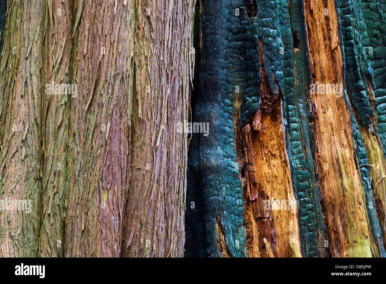 Vergleich der Tote und lebende Western Red Cedar-Bäume in einem gemäßigten Regenwald, Britisch-Kolumbien Stockfoto