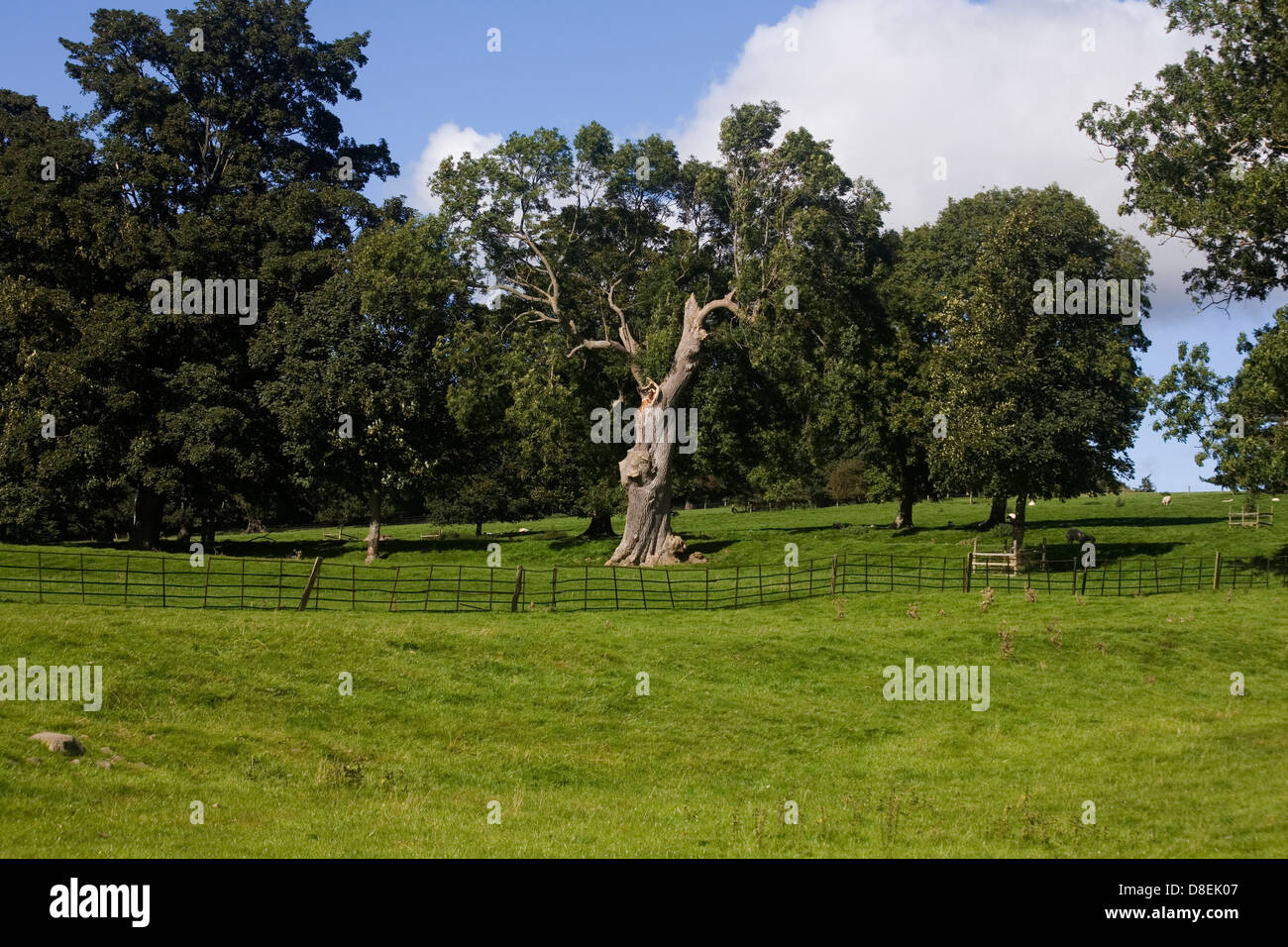 Alte Asche Baum wächst auf Weide und Parkanlage nahe dem Dorf von Thornton Steward Wensleydale Yorkshire Dales England Stockfoto