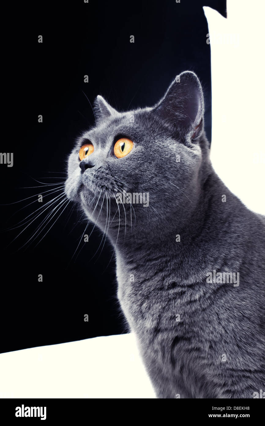 schöne graue britische Katze mit gelben Augen hautnah Stockfoto