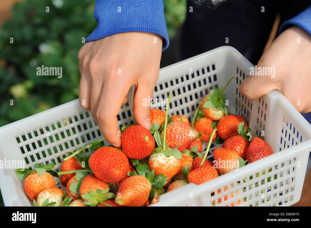 Erdbeeren im weißen Kunststoff-Körbchen Stockfoto