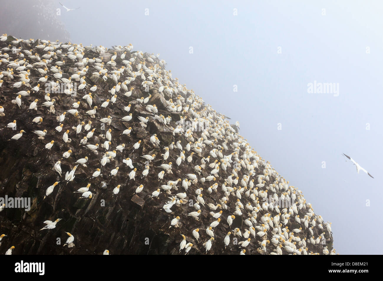 Basstölpel Kolonie in Vogelfelsen, Cape St. Mary, Neufundland, Kanada Stockfoto
