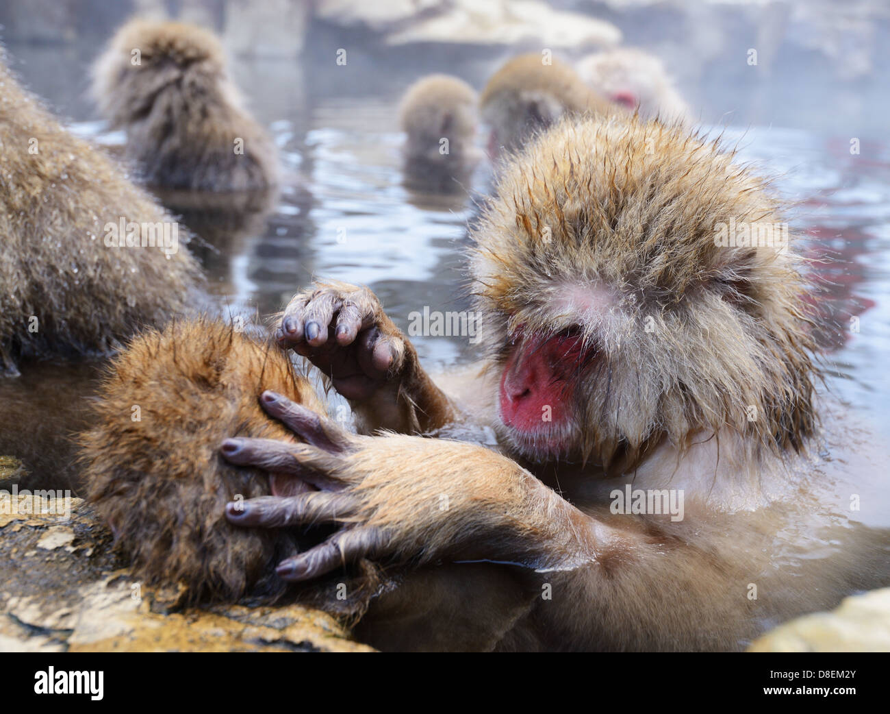 Japanische Schneeaffen (Makaken) in Nagano, Japan. Stockfoto