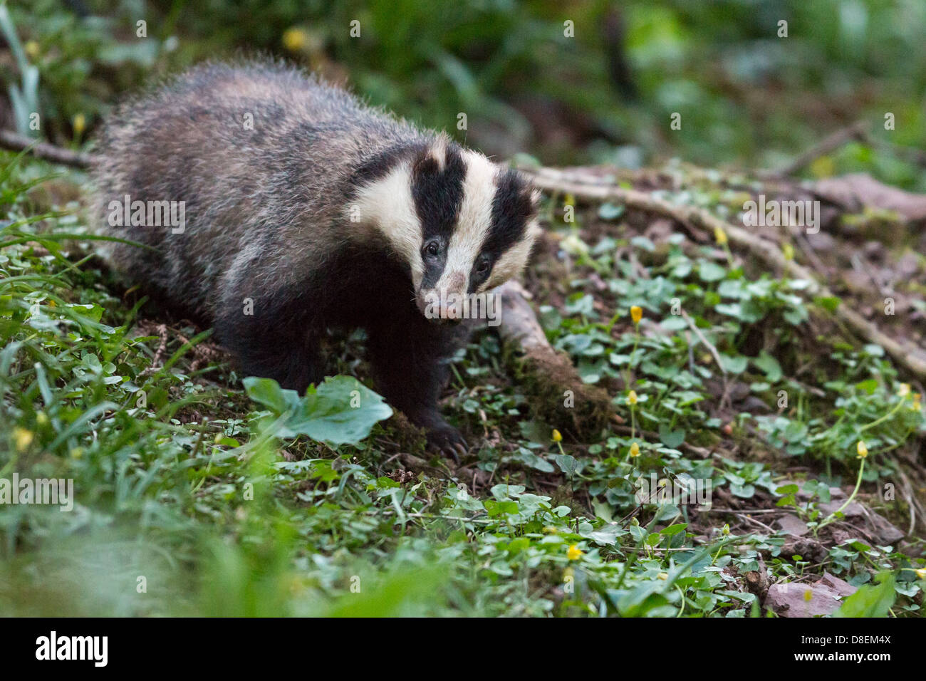 Erwachsenen Dachs (Meles Meles) in der Nähe von Sett in Wäldern, UK Stockfoto