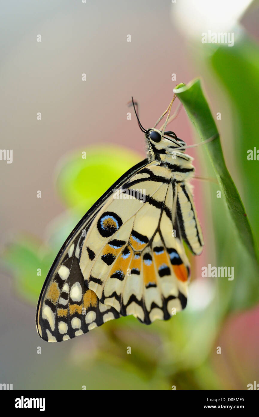 Schmetterling gemeinsame Kalk Schmetterling (Papilio Demoleus) auf einem Blatt Stockfoto