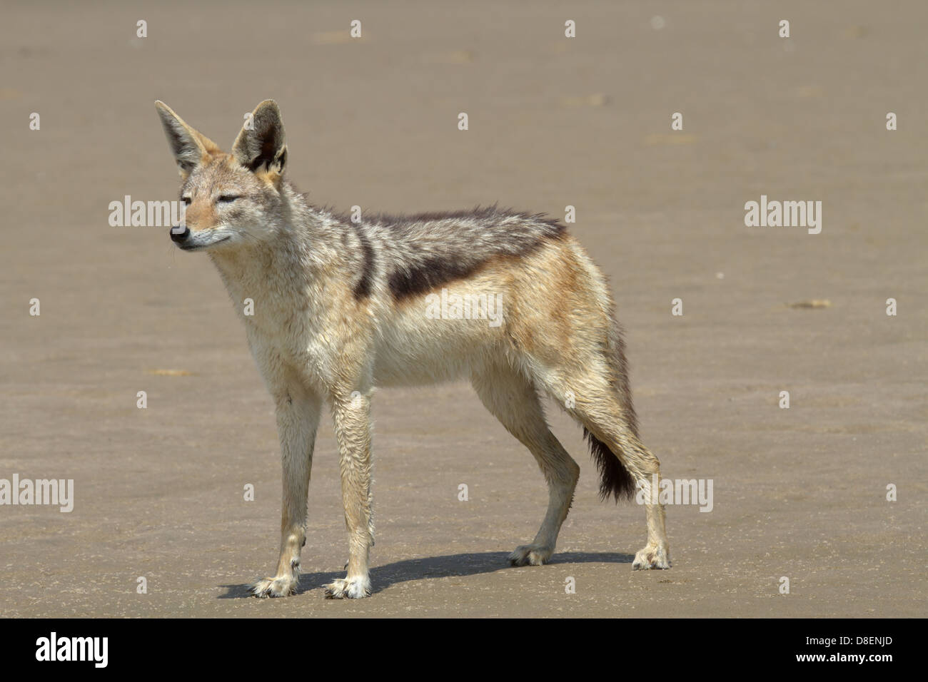 Silber Backed Schakal am Sandwich Harbour, Namibia Stockfoto