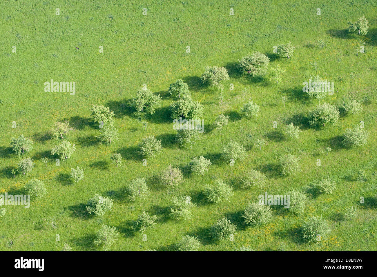Obstbäume Stockfoto