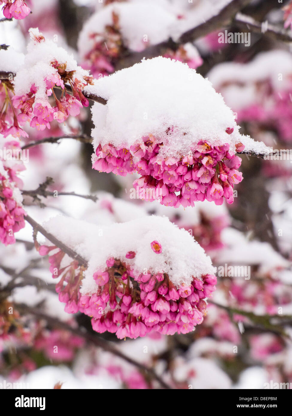 Kirschblüten im Schnee bedeckt, während unübliche Frühlingswetter im Lake District, UK. Stockfoto