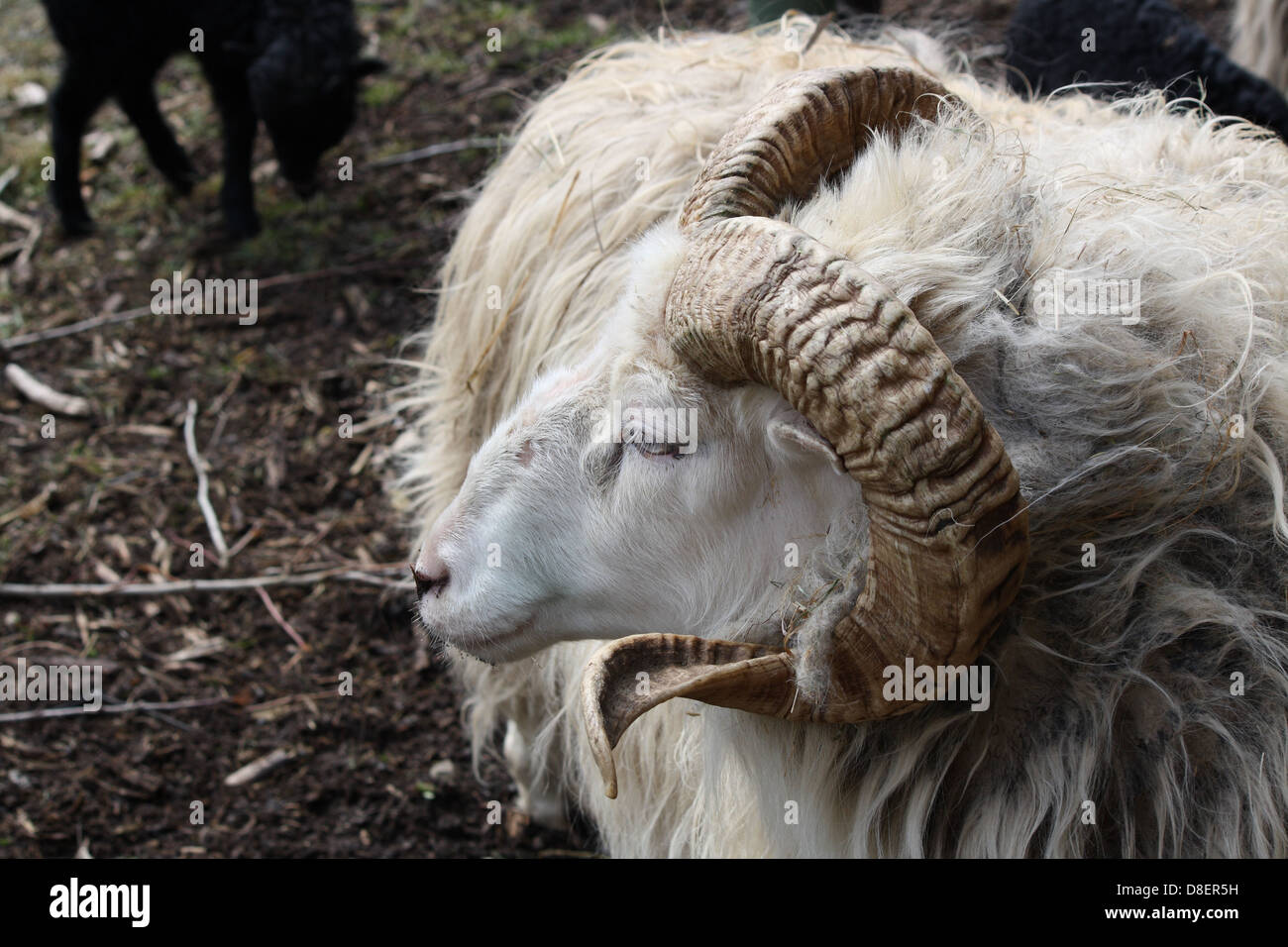 Ein Schaf mit Hörnern. Stockfoto