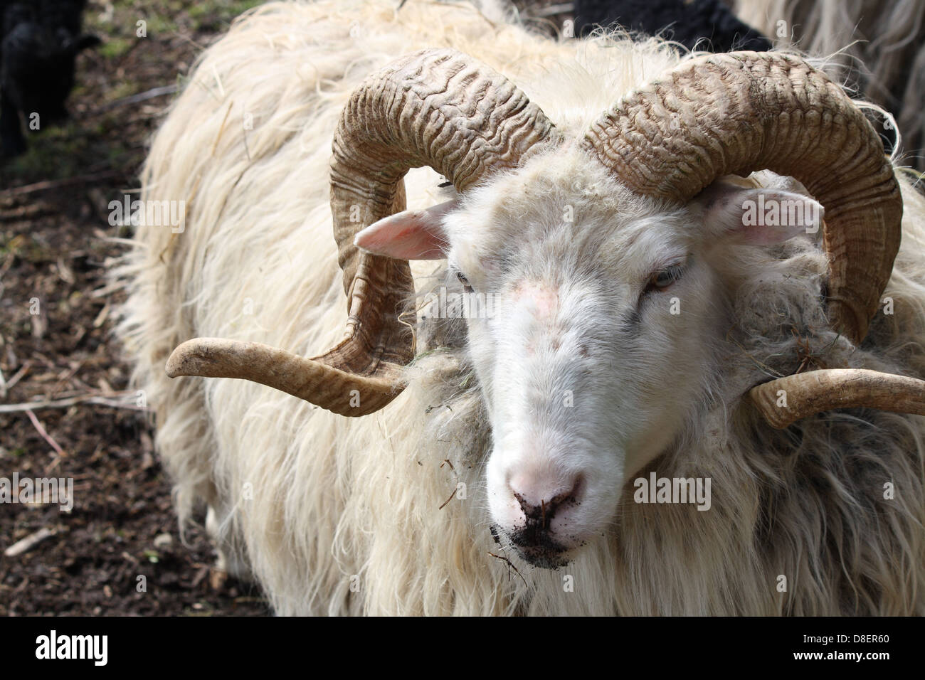 Porträt eines Schafes mit Hörnern. Stockfoto