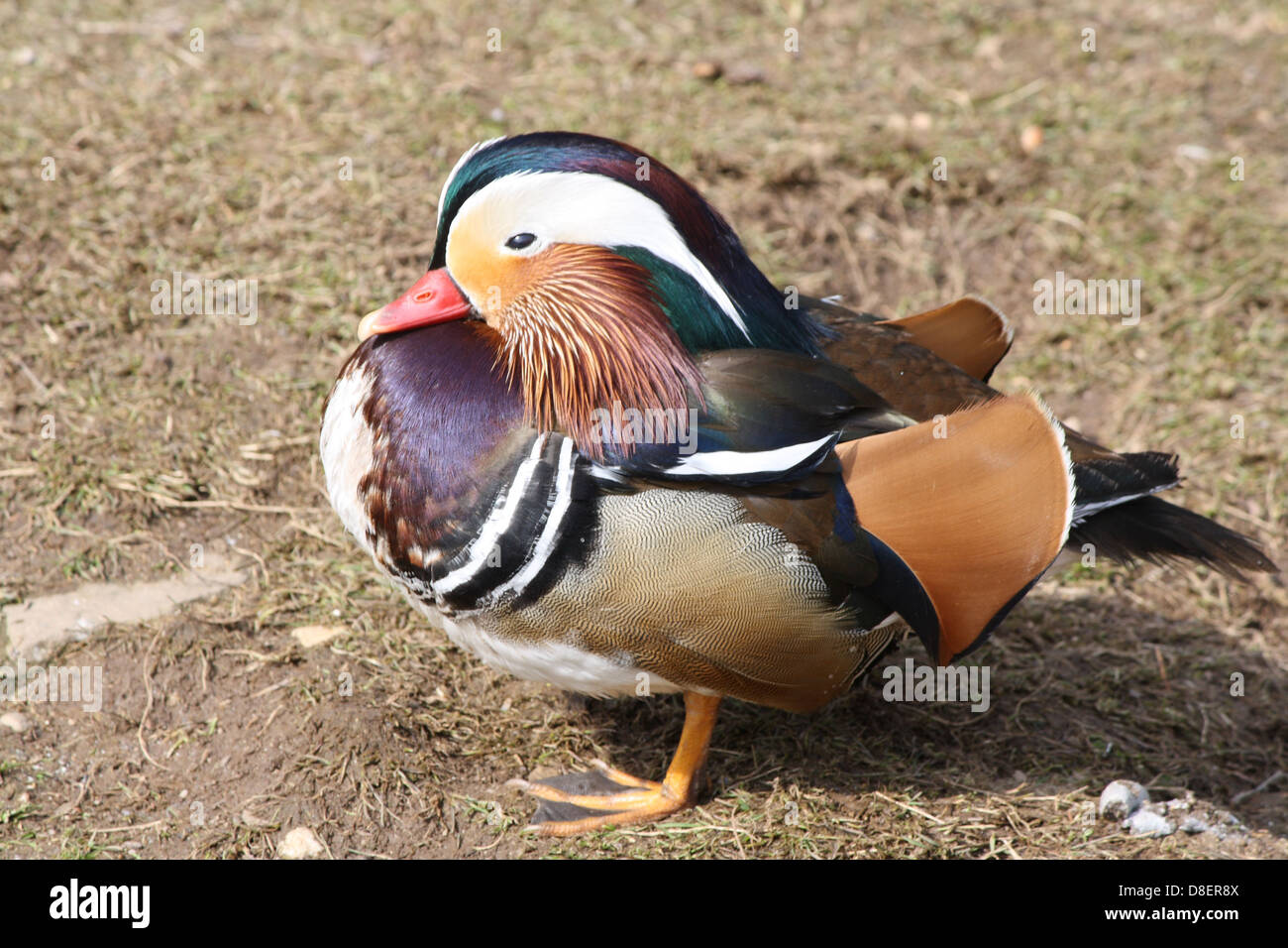 Ein bunter Vogel stehend auf dem Boden. Stockfoto