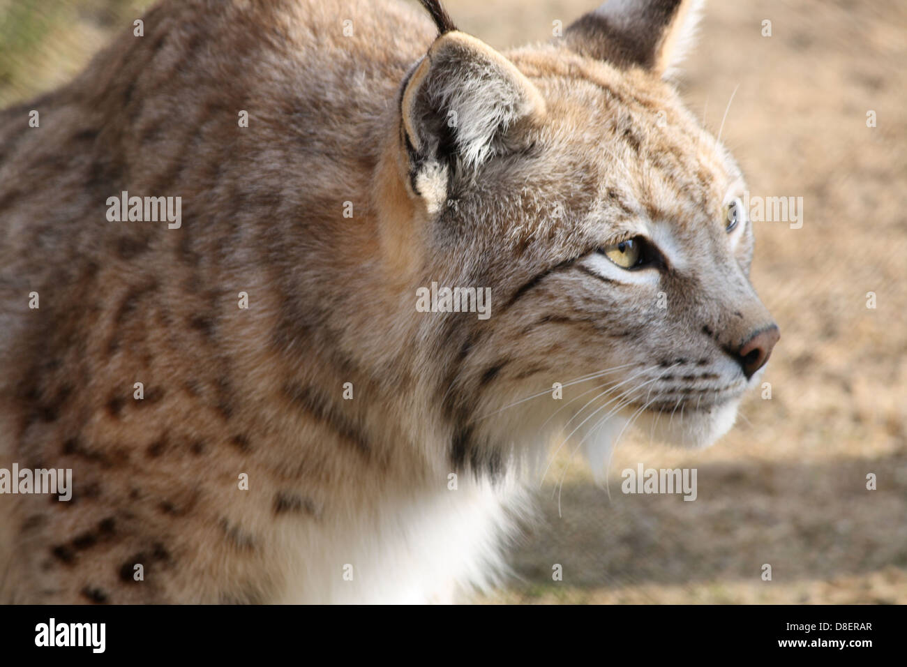 Porträt einer Luchs-Katze. Stockfoto