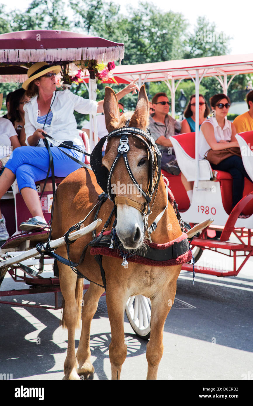 Pferdekutsche in New Orleans, French Quarter Bezirk. Louisiana Stockfoto