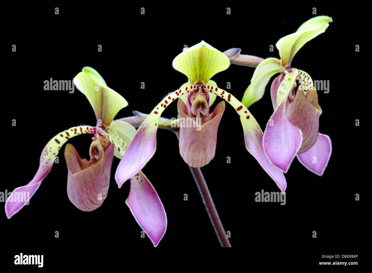 Frauenschuh Orchidee blüht Paphiopedilum lowii Stockfoto