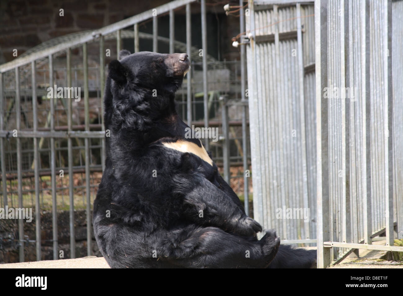 Schwarzer Bär in einem Zoo-Gehege aufrechtes Sitzen. Stockfoto