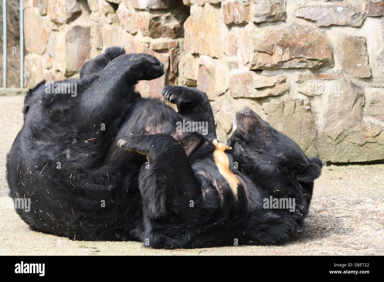 Asiatischer Schwarzbär auf dem Rücken in einem Zoogehege Stockfoto