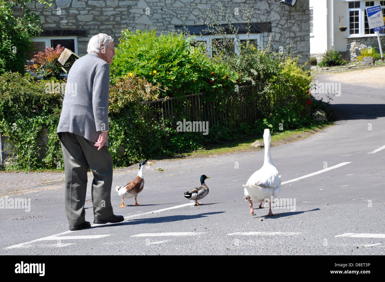 Ältere Mann auf der Straße mit Enten und Gans Dorset England UK Stockfoto