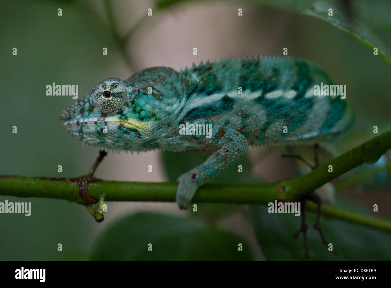 Männliche Pantherchamäleon Stockfoto
