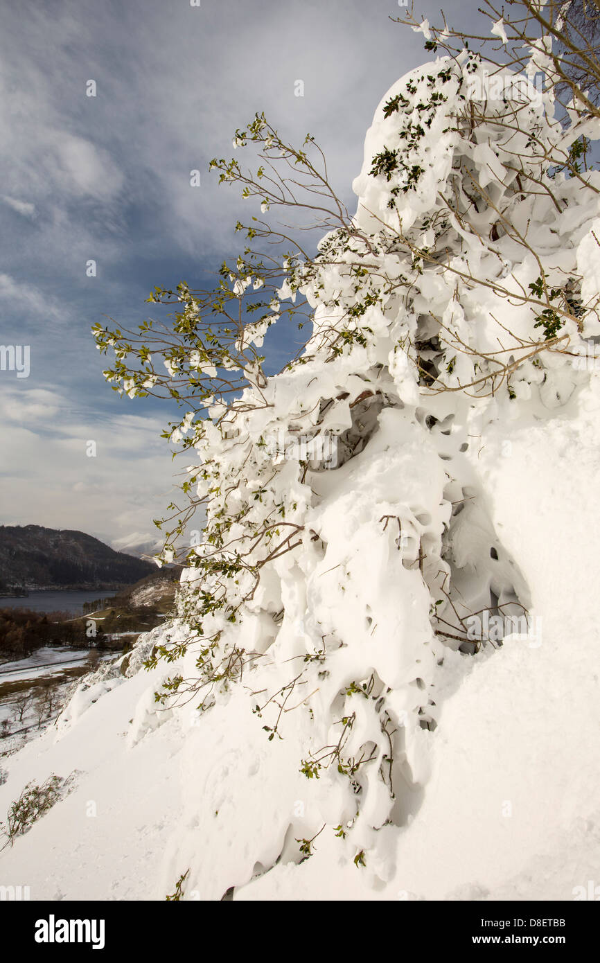 Bäume, die durch Tiefe Schneeverwehungen auf der Seite Lakelandpoeten im Lake District nach einem schweren Sturm begraben Stockfoto