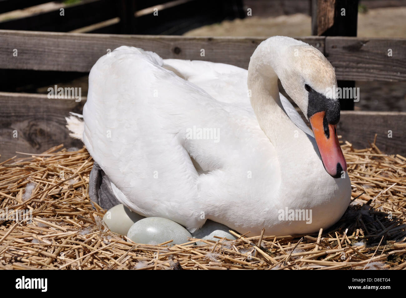 Höckerschwan (Cygnus Olor) auf den Eiern, Abbotsbury Swannery, Dorset Stockfoto