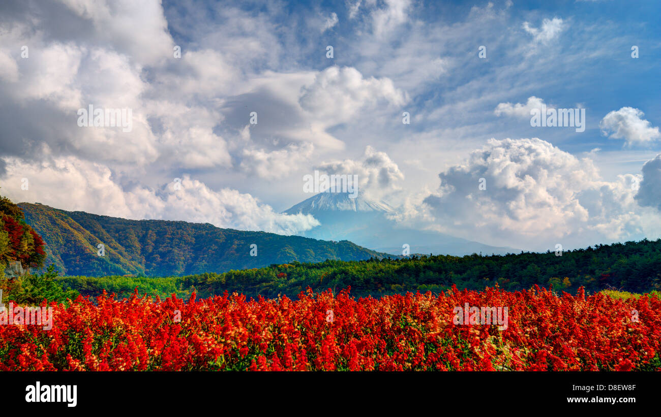 Mount Fuji in der Ferne hinter Blumen. Stockfoto