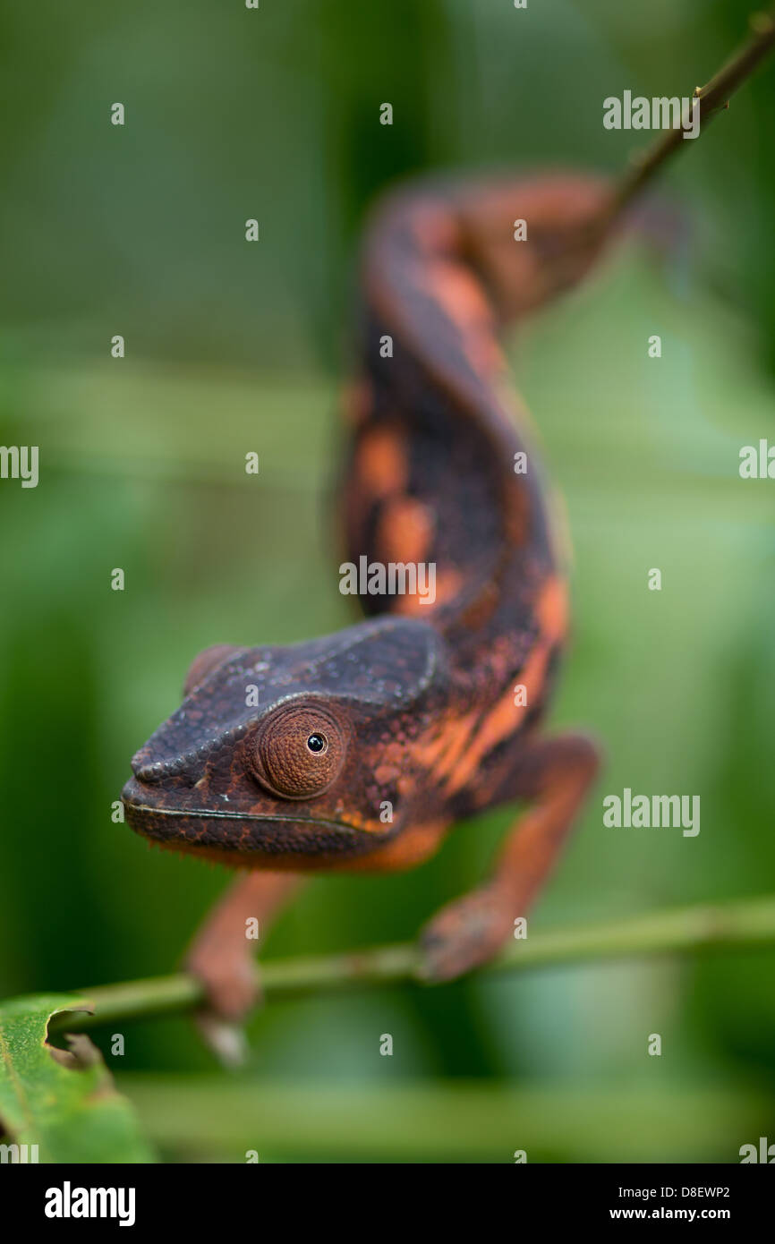 Panther-Chamäleon Stockfoto