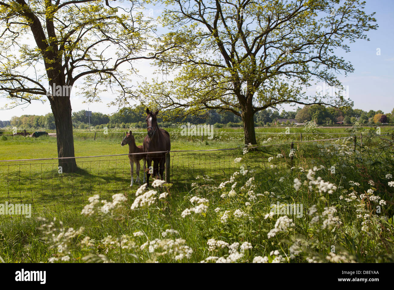 Eine Stute mit ihrem Fohlen im Frühjahr auf einer Wiese mit blühenden Blumen im Vordergrund Stockfoto
