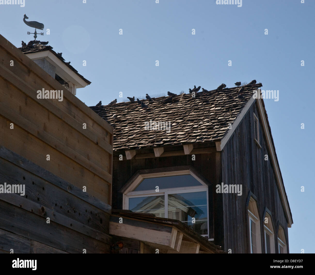 Vögel sitzen auf den alten Holzschindeln von einem alten Holzhaus Stockfoto