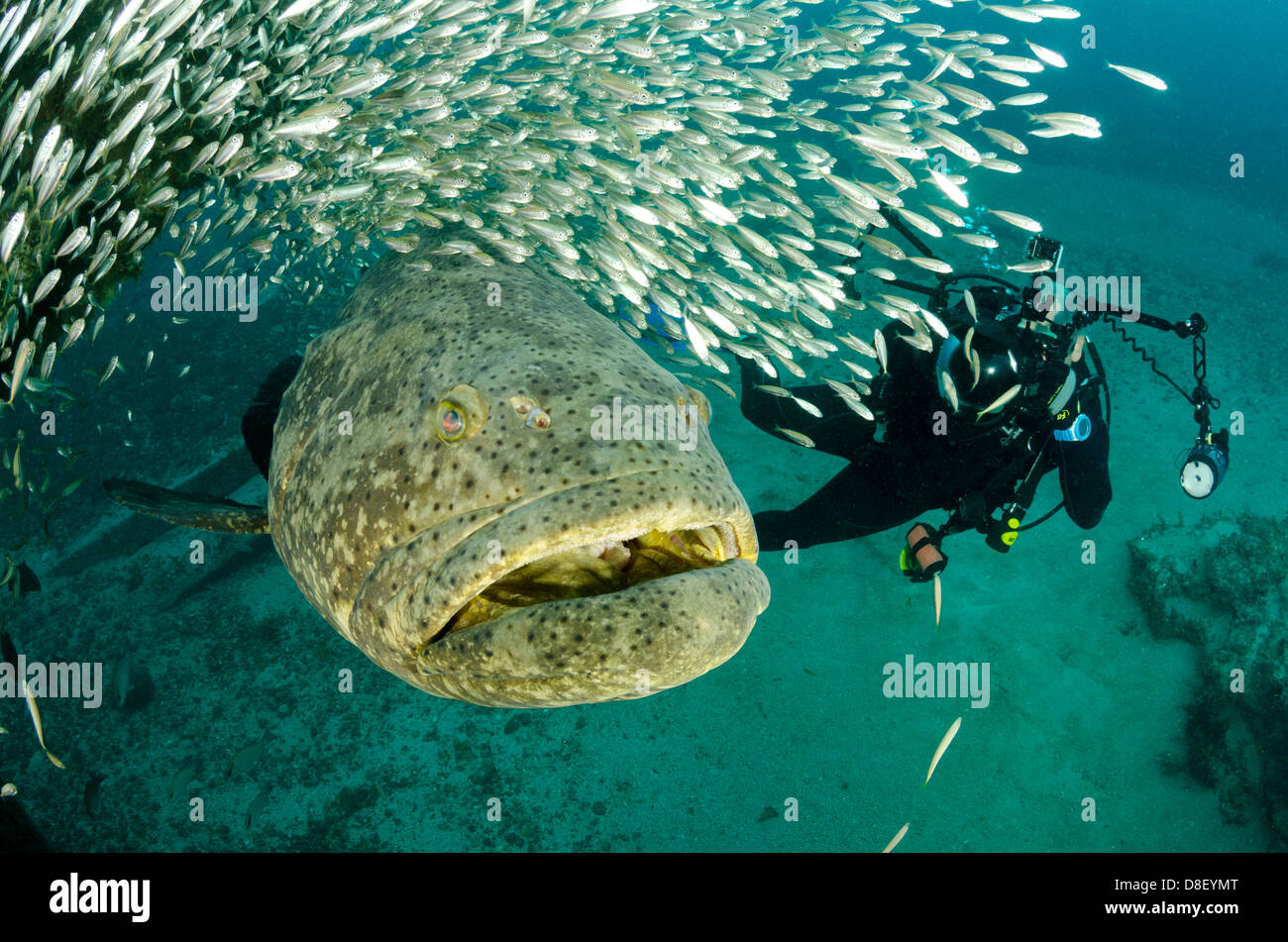 Goliath Grouper Aggregation in der Nähe von Palm Beach, Florida Stockfoto