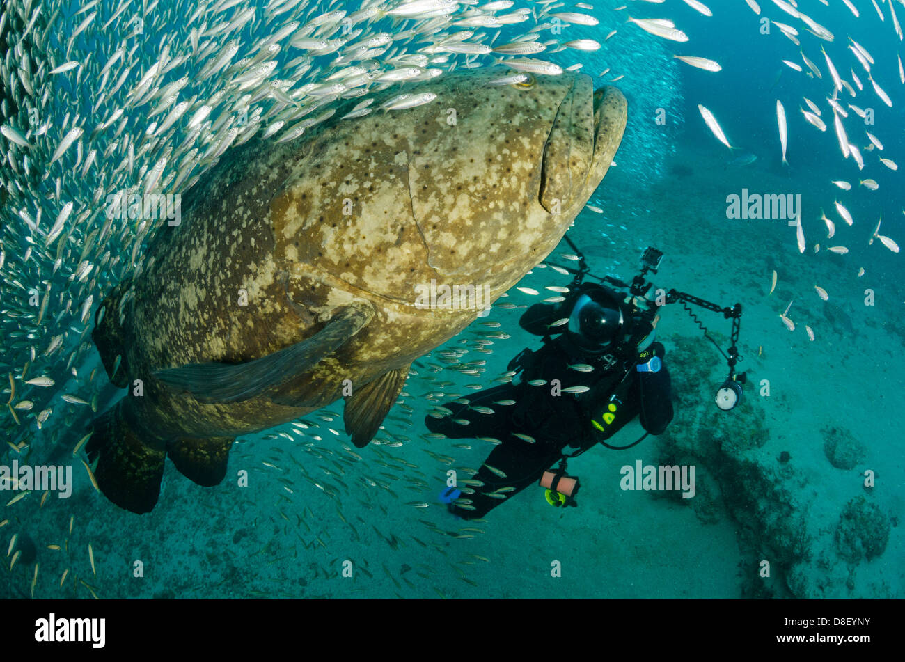 Goliath Grouper Aggregation in der Nähe von Palm Beach, Florida Stockfoto