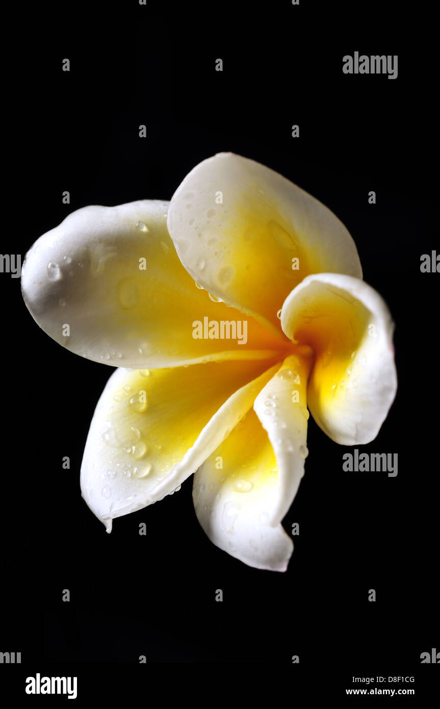 Weiße und gelbe Frangipani Blume auf schwarzem Hintergrund isoliert Stockfoto