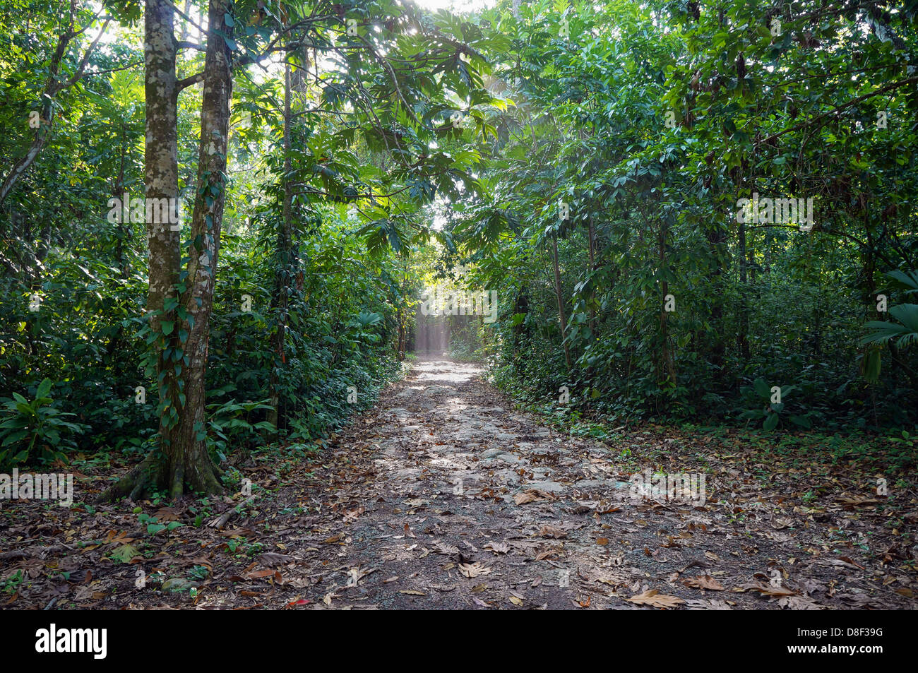 Pfad im Dschungel der Insel Bastimentos, Panama, Mittelamerika Stockfoto