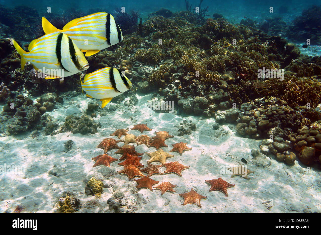 Korallenriff mit tropischen Fischen und einer Gruppe von Seestern am Meeresgrund, Atlantic, Bahamas Stockfoto
