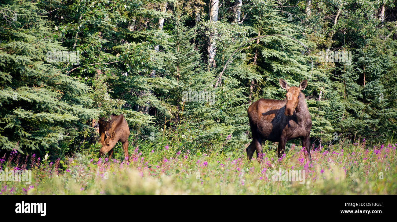 Eine große Alaska-Elch steht am Rande des Waldes mit Kälbchen Stockfoto