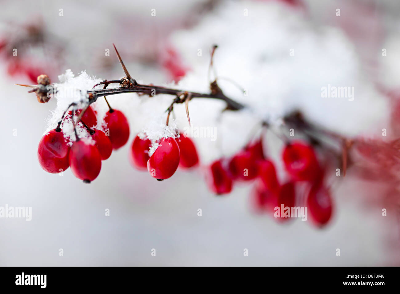 Verschneite rote Berberitze Beeren Closeup im winter Stockfoto