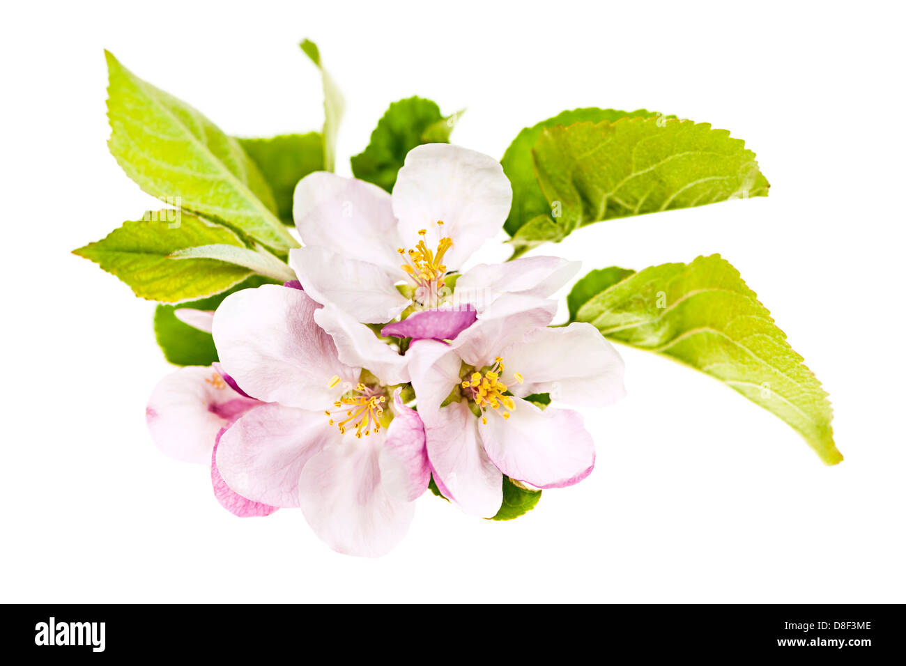 Nahaufnahme von rosa Apfelblüten isoliert auf weißem Hintergrund Stockfoto